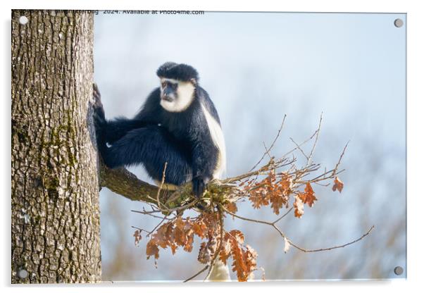 Colobus Monkey in the Canopy Acrylic by rawshutterbug 