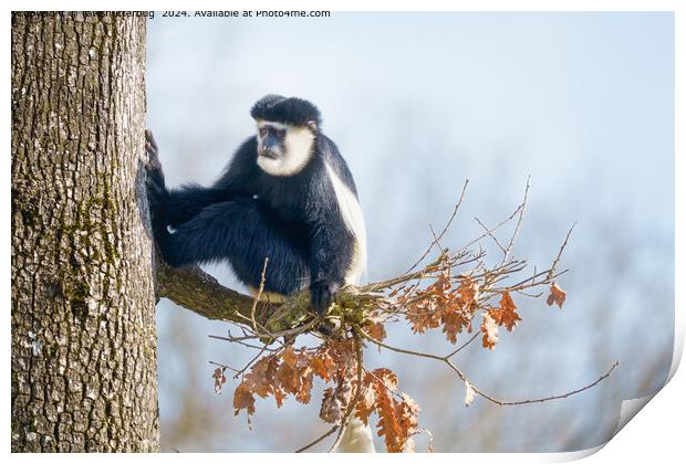 Colobus Monkey in the Canopy Print by rawshutterbug 