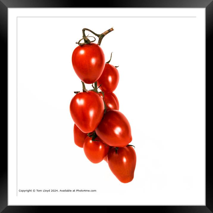 Tomato Vine Italian Framed Mounted Print by Tom Lloyd