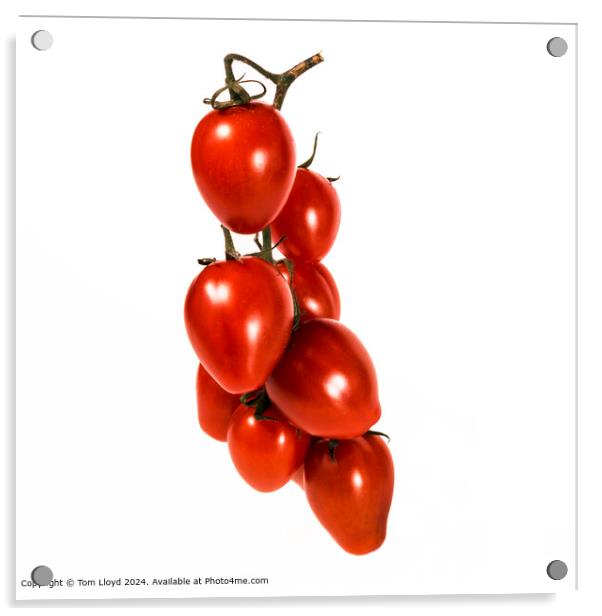 Tomato Vine Italian Acrylic by Tom Lloyd