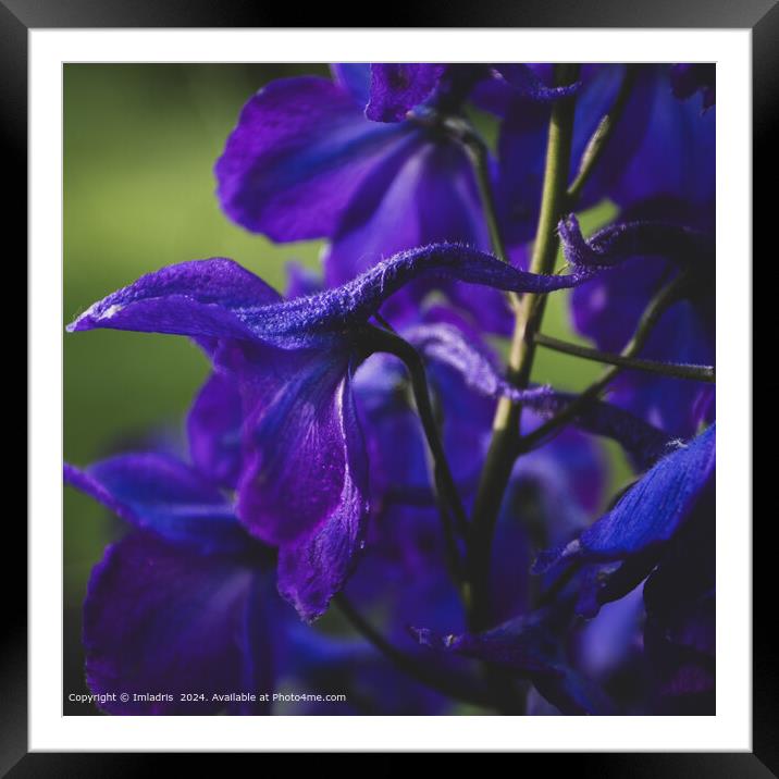 Deep Purple Delphinium Close Up Framed Mounted Print by Imladris 