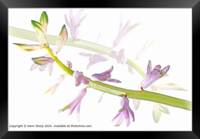 Hyacinth Still Life Reflection Framed Print by Kenn Sharp