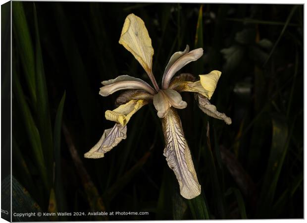 Striking Iris Flower Photography Canvas Print by Kevin Wailes