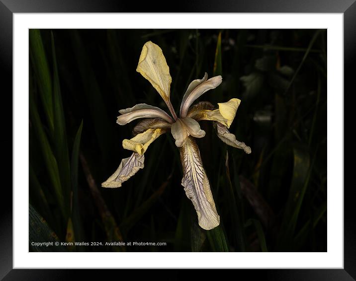 Striking Iris Flower Photography Framed Mounted Print by Kevin Wailes
