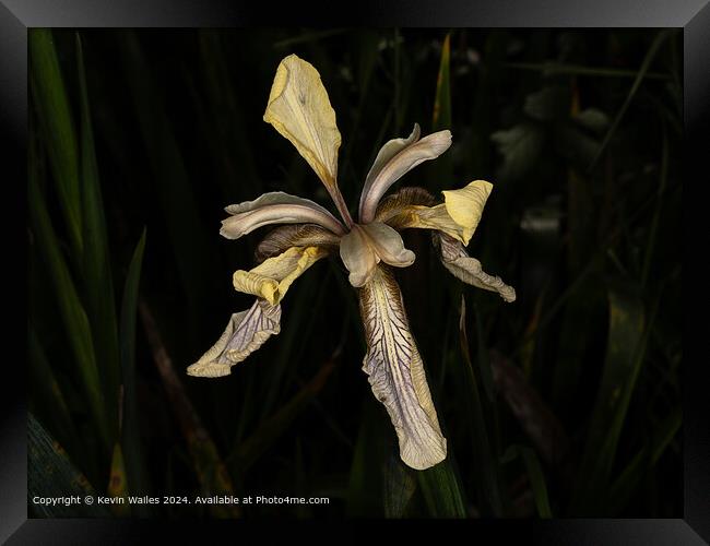 Striking Iris Flower Photography Framed Print by Kevin Wailes