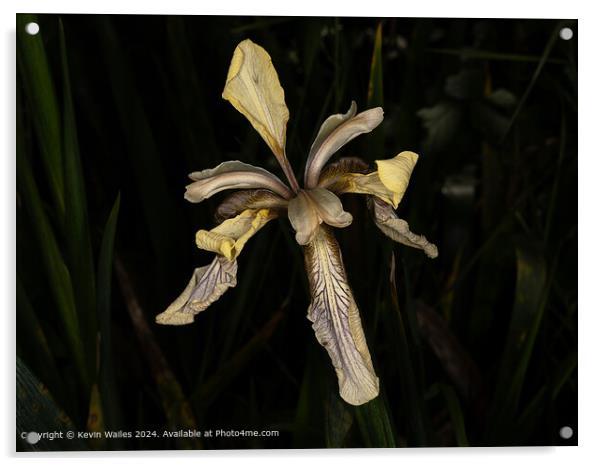 Striking Iris Flower Photography Acrylic by Kevin Wailes