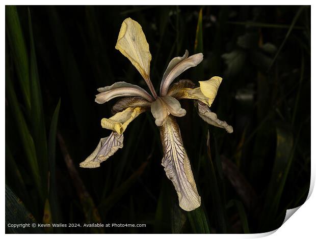 Striking Iris Flower Photography Print by Kevin Wailes