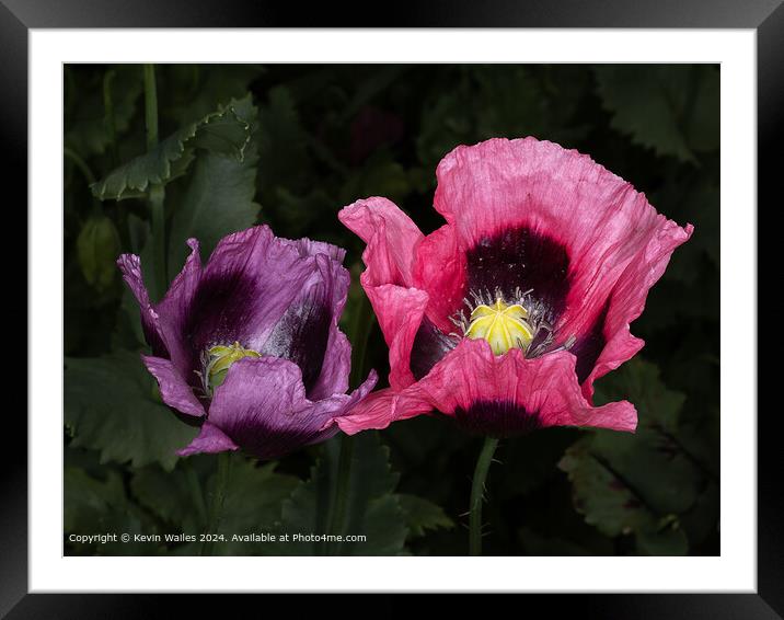 Pink Poppy Flora Framed Mounted Print by Kevin Wailes