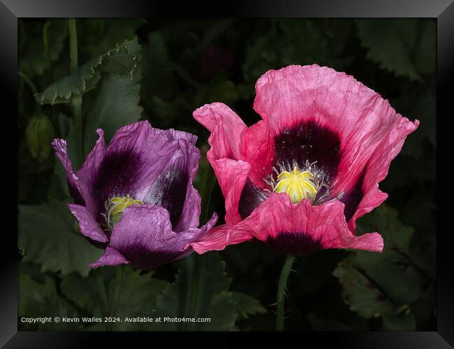 Pink Poppy Flora Framed Print by Kevin Wailes