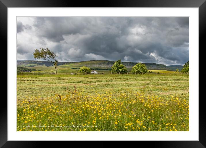 Buttercups, Birk Rigg and Cronkley, Upper Teesdale Framed Mounted Print by Richard Laidler