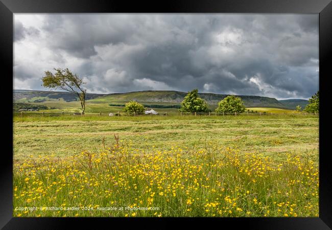 Buttercups, Birk Rigg and Cronkley, Upper Teesdale Framed Print by Richard Laidler
