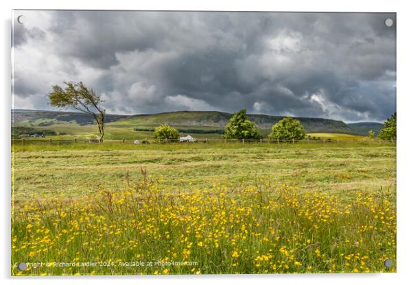 Buttercups, Birk Rigg and Cronkley, Upper Teesdale Acrylic by Richard Laidler