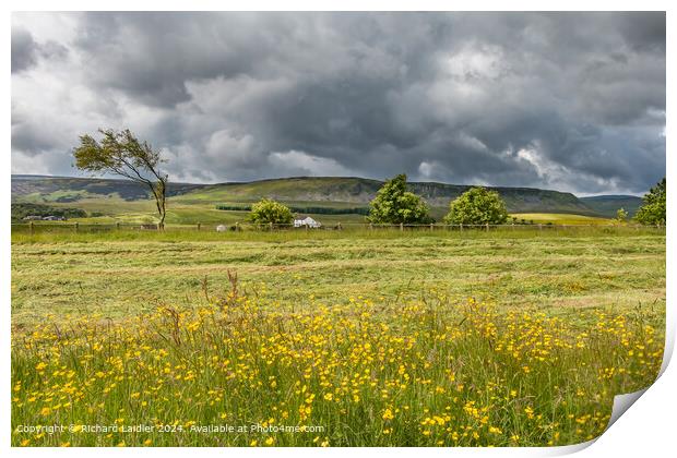 Buttercups, Birk Rigg and Cronkley, Upper Teesdale Print by Richard Laidler