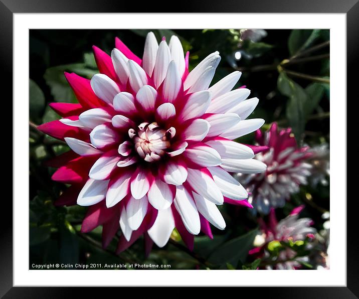 Starburst Framed Mounted Print by Colin Chipp