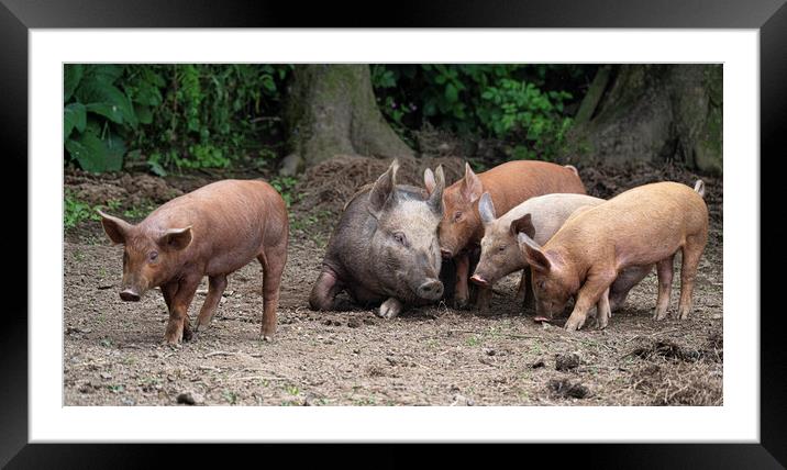 Brown Piglets Resting with Mother Framed Mounted Print by kathy white