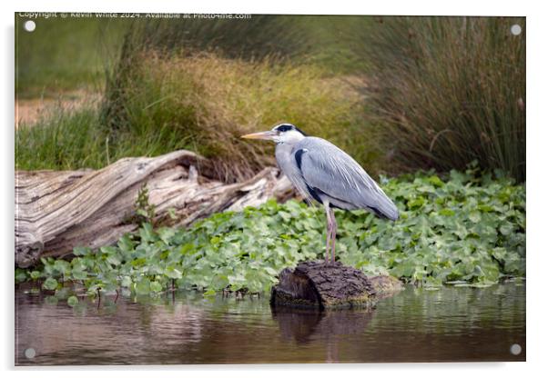 Grey Heron Nature Portrait Acrylic by Kevin White