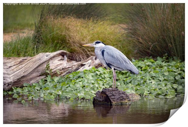Grey Heron Nature Portrait Print by Kevin White