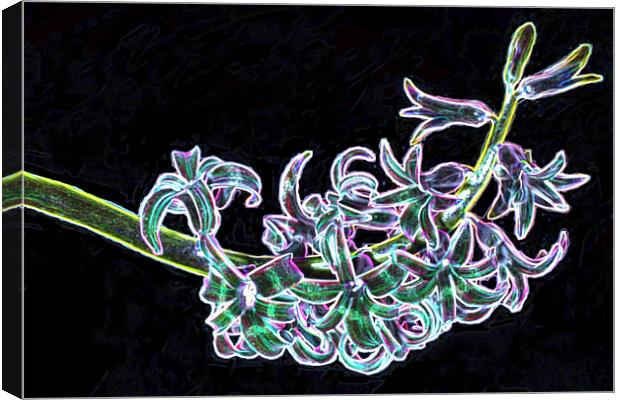 Neon Hyacinth Plant Abstract Canvas Print by Kenn Sharp