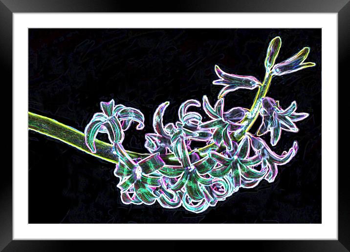 Neon Hyacinth Plant Abstract Framed Mounted Print by Kenn Sharp