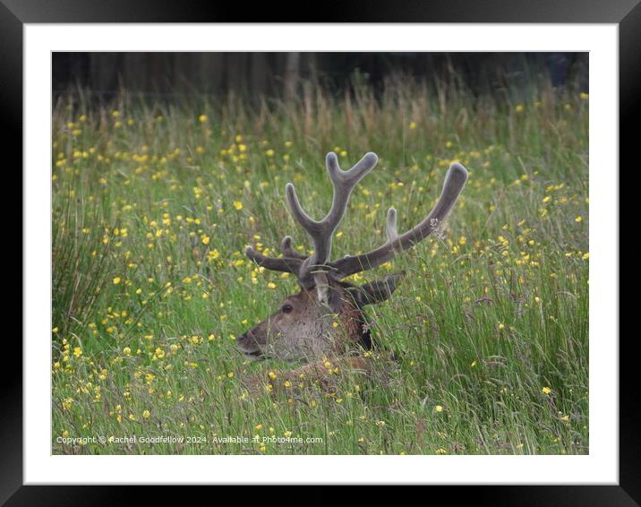 Deer Buttercups Framed Mounted Print by Rachel Goodfellow