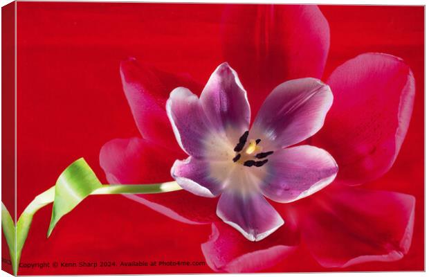 Purple Tulip With a Petal Shadow on a red background Canvas Print by Kenn Sharp
