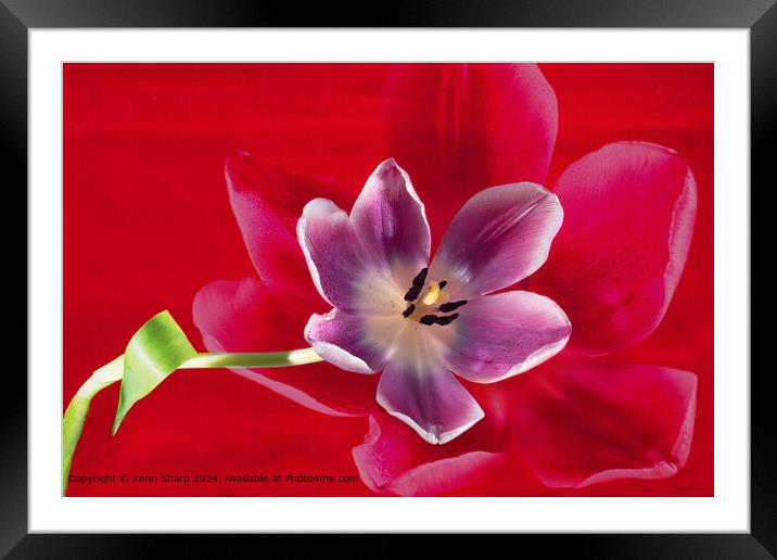Purple Tulip With a Petal Shadow on a red background Framed Mounted Print by Kenn Sharp