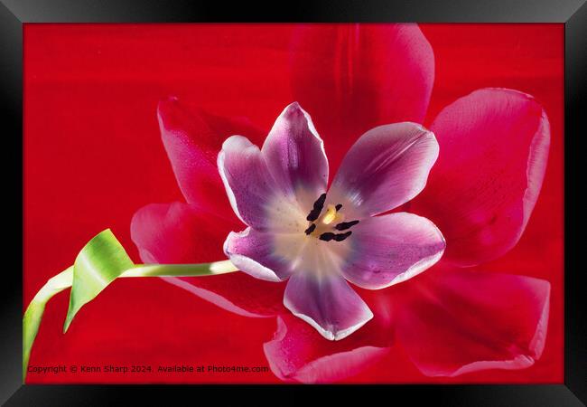 Purple Tulip With a Petal Shadow on a red background Framed Print by Kenn Sharp