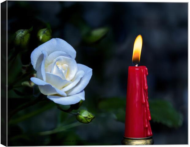 White Rose Red Candle Still Life Canvas Print by Tom McPherson