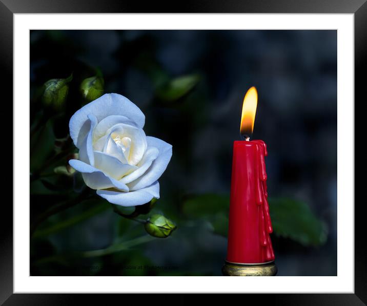White Rose Red Candle Still Life Framed Mounted Print by Tom McPherson
