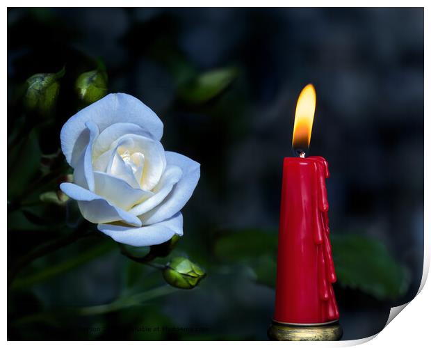 White Rose Red Candle Still Life Print by Tom McPherson