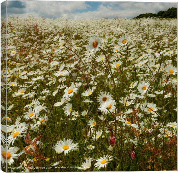 Cheltenham Daisy Flowers Nature Canvas Print by Simon Johnson