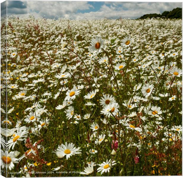 Daisy Flowers Cotswolds Gloucestershire UK Canvas Print by Simon Johnson