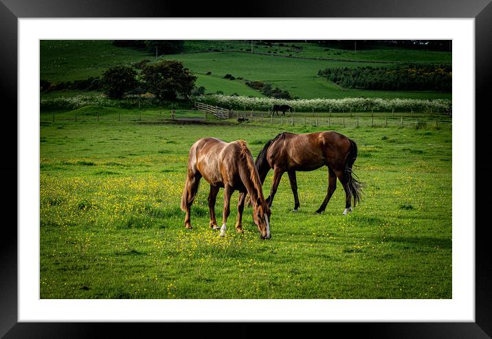 Sunset grazing horses Framed Mounted Print by Alan Sinclair