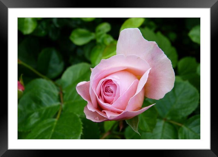 Vibrant Rose Close-Up Nature Framed Mounted Print by Peter Hodgson