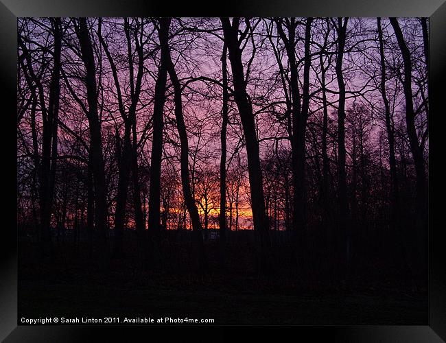 Sunrise Through the Trees Framed Print by Sarah Osterman