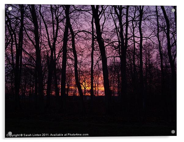 Sunrise Through the Trees Acrylic by Sarah Osterman