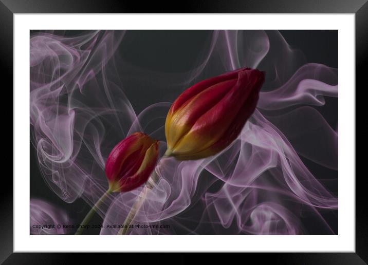 Whirling Purple Smoke Tulips Framed Mounted Print by Kenn Sharp