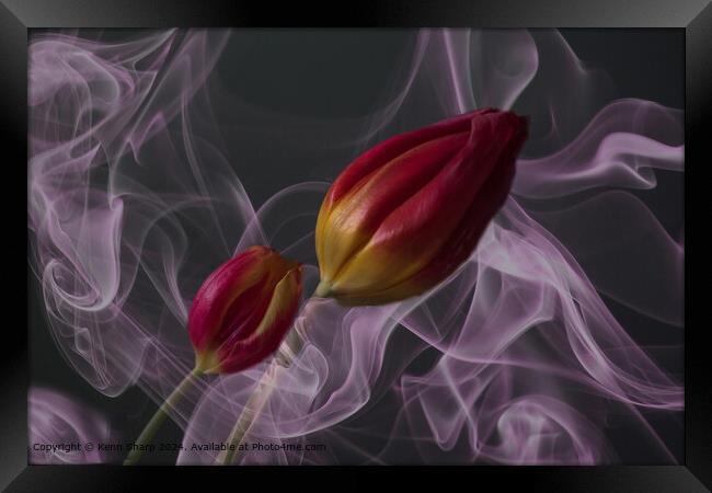 Whirling Purple Smoke Tulips Framed Print by Kenn Sharp