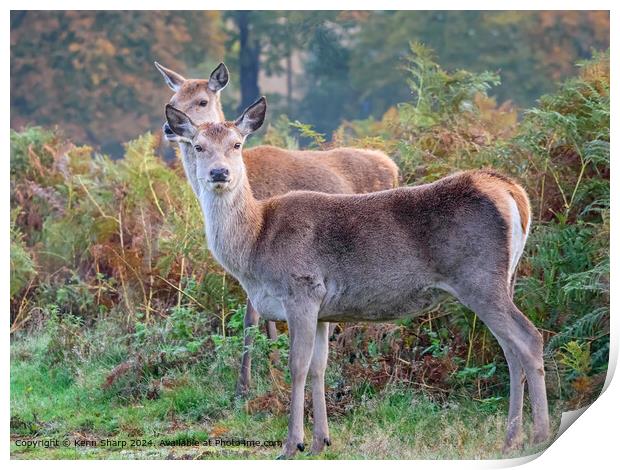 Red Deer Hinds Alert in Autumn Heather Print by Kenn Sharp