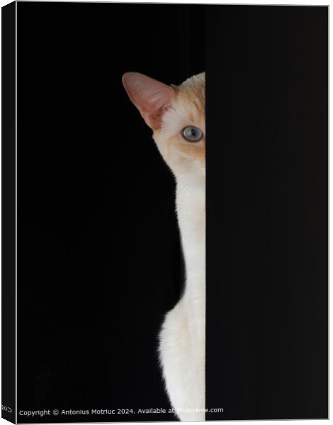 Blue-eyed Cat Staring Canvas Print by Antonius Motriuc