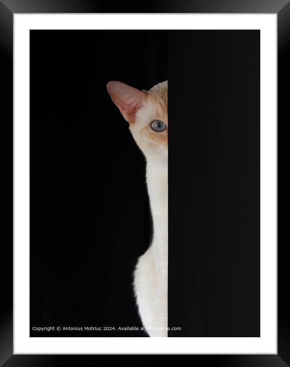 Blue-eyed Cat Staring Framed Mounted Print by Antonius Motriuc