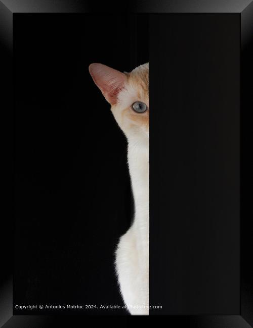 Blue-eyed Cat Staring Framed Print by Antonius Motriuc