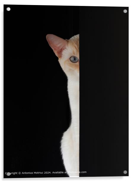 Blue-eyed Cat Staring Acrylic by Antonius Motriuc