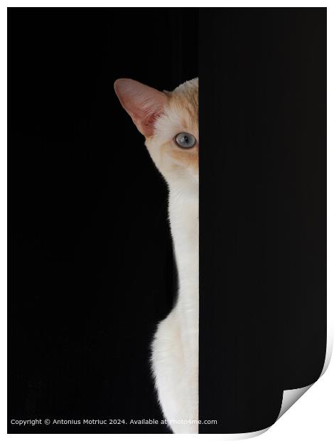Blue-eyed Cat Staring Print by Antonius Motriuc