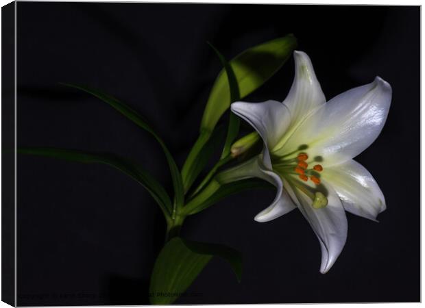 Low Key Lily Still Life Canvas Print by Kenn Sharp