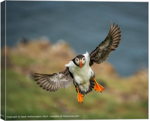 Puffin In Flight Canvas Print by Mark Hetherington