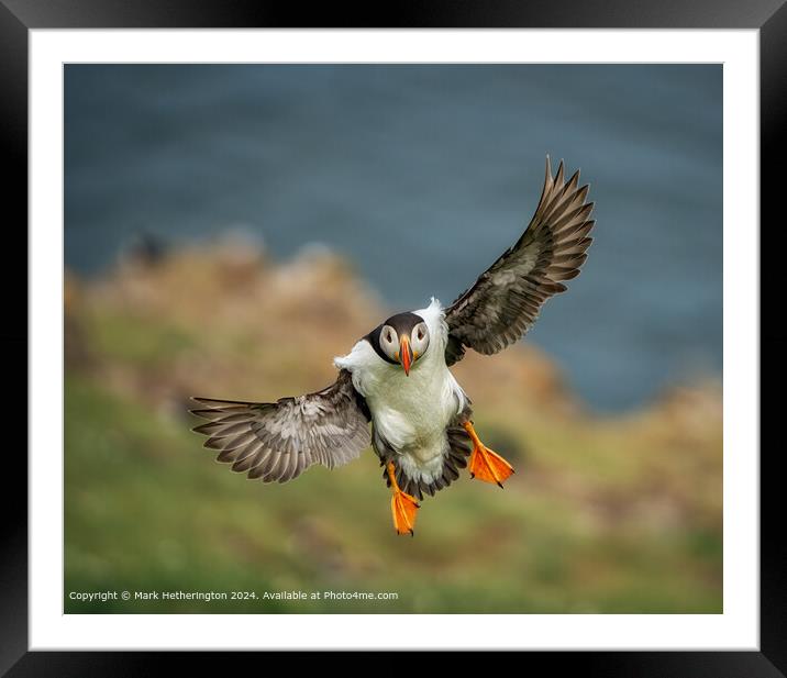 Puffin In Flight Framed Mounted Print by Mark Hetherington