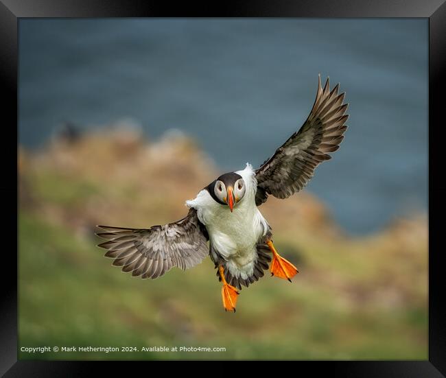 Puffin In Flight Framed Print by Mark Hetherington