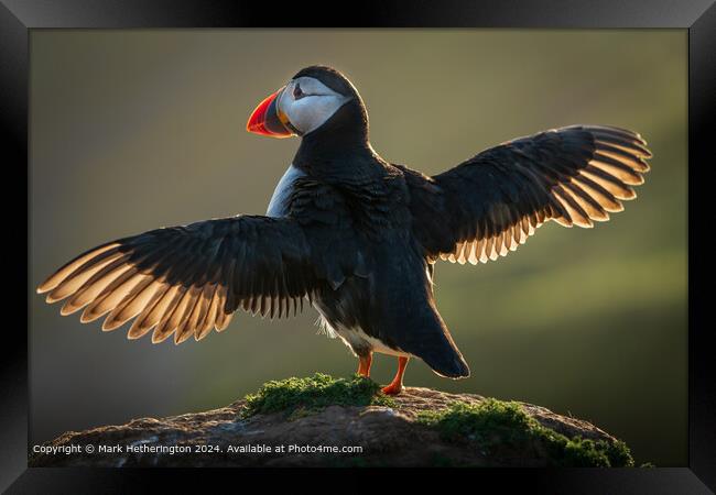 Backlit Puffin Skomer Island Framed Print by Mark Hetherington