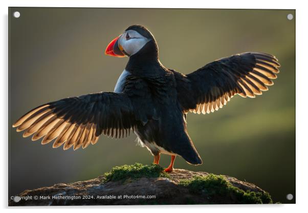 Backlit Puffin Skomer Island Acrylic by Mark Hetherington